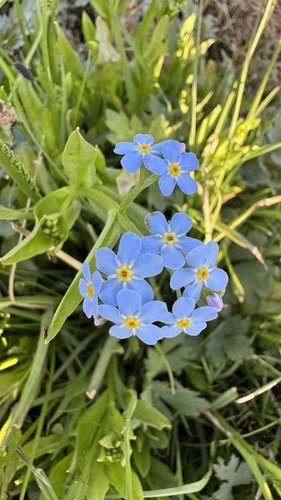 water forget-me-not (Myosotis scorpioides)
