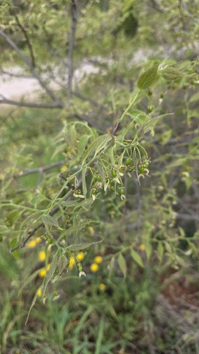 Nettle tree (Celtis australis)
