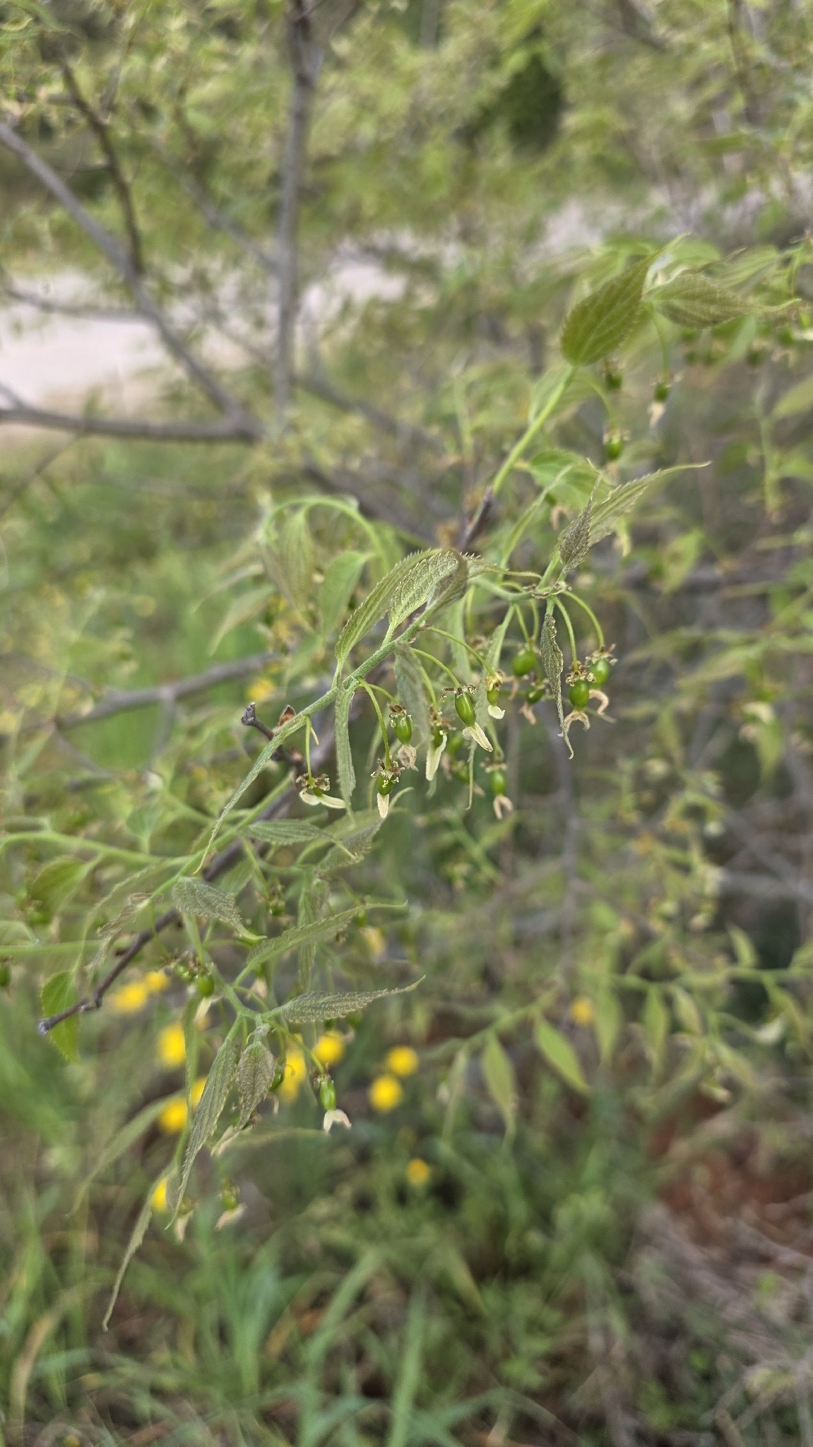 Nettle Tree (Celtis australis)