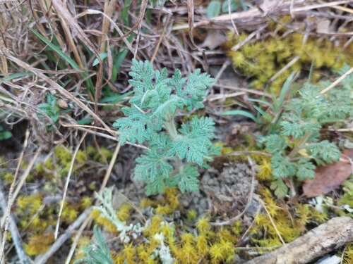 Cutleaf Germander (Teucrium botrys)