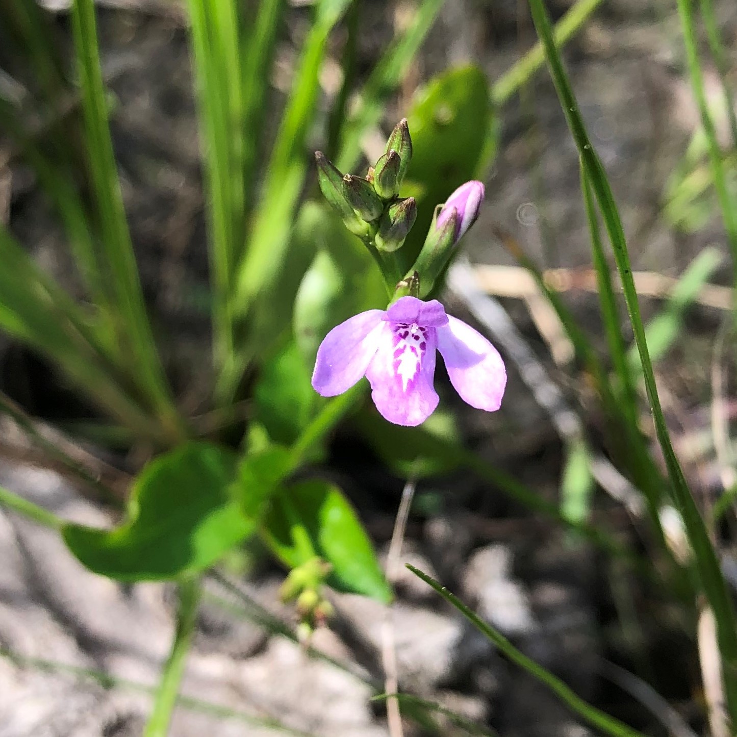 Justicia ovata var. ovata