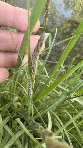 Hammer Sedge (Carex hirta)