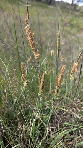 Heath Sedge (Carex flacca)
