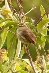 Prinia hypoxantha