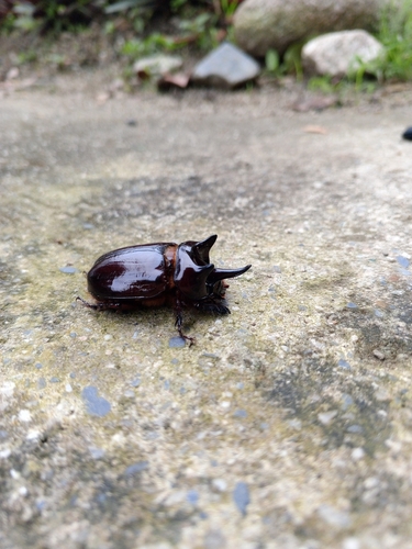 Aloeus Ox Beetle