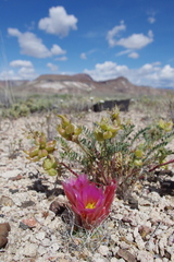 Sclerocactus nyensis