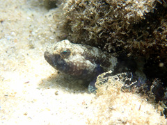 Bathygobius krefftii