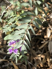 Astragalus palmeri