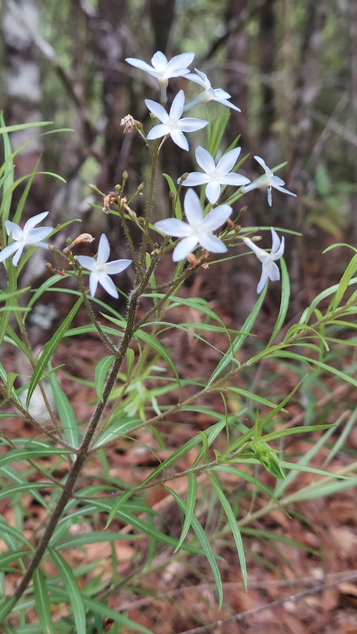 Fringed Bluestar (Amsonia ciliata)