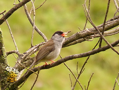 Sylvia nigricapillus