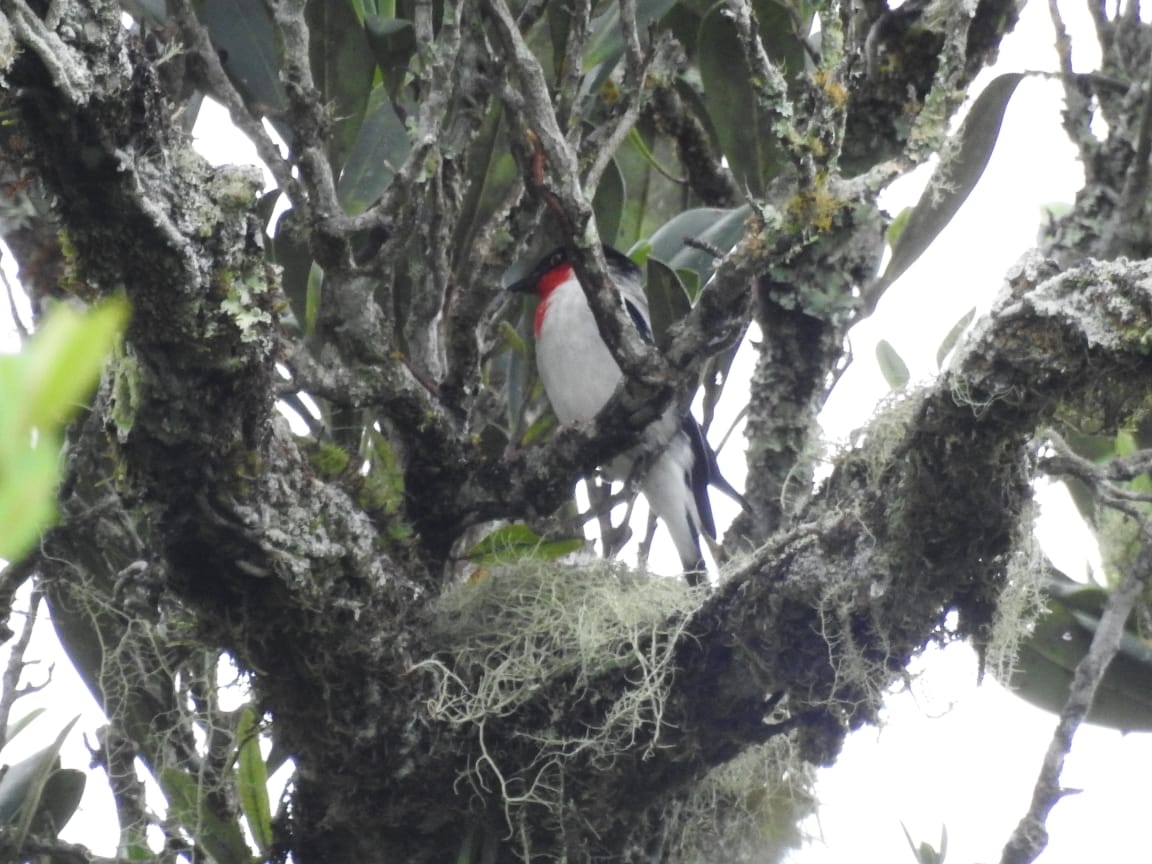 Cherry-throated Tanager (Nemosia rourei), photo 7