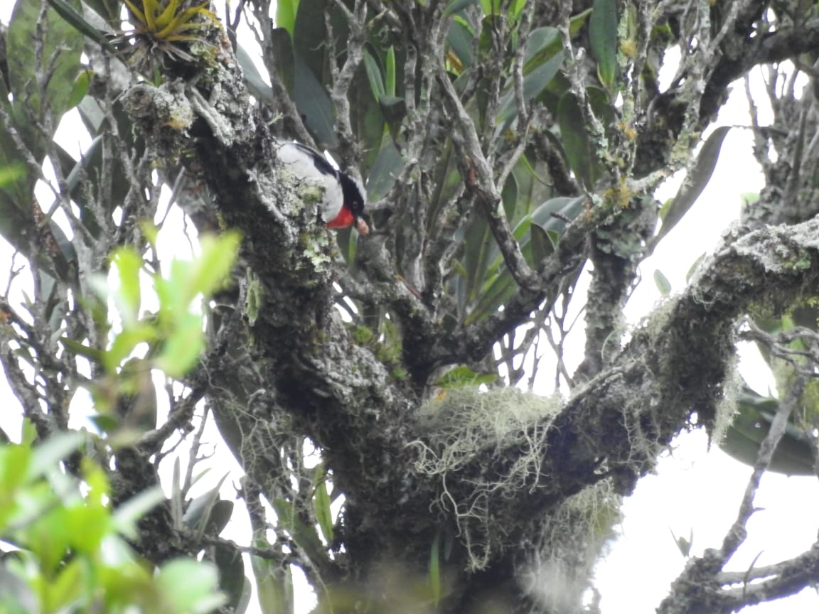 Cherry-throated Tanager (Nemosia rourei), photo 8