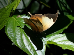 Consul electra electra