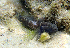 Bathygobius krefftii