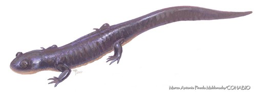 Delicate-skinned Salamander