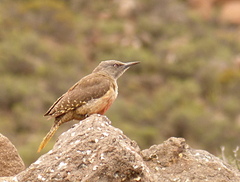 Geocolaptes olivaceus