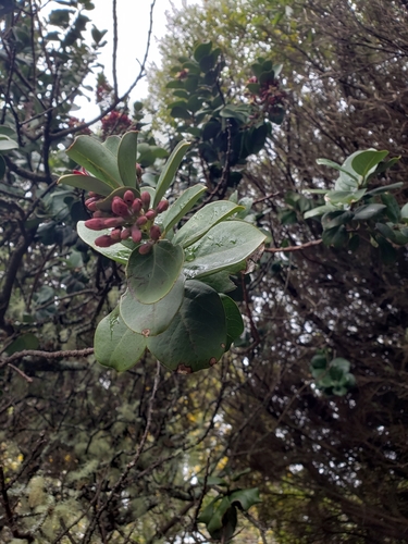 Image of Santalum haleakalae by (c) Cos, some rights reserved (CC BY-SA)