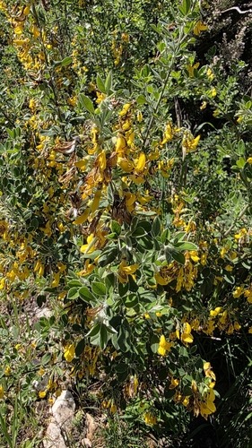 Cytisus villosus, photograph 5