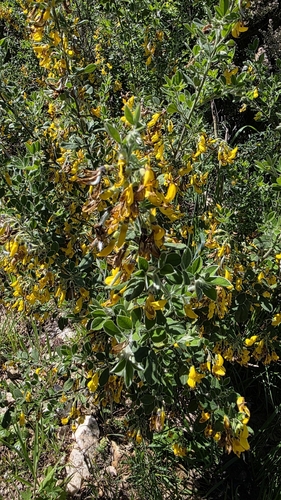 Cytisus villosus, photograph 6