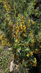 Cytisus villosus, photograph (c) Christoph Moning, some rights reserved (CC BY)