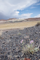 Sphaeralcea ambigua rosacea