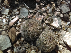 Coryphantha radians