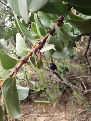 Santalum haleakalae