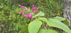 Salvia dorisiana