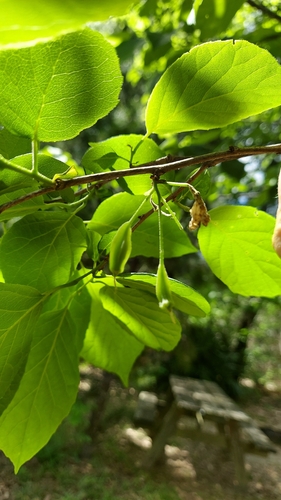 Two-wing Silverbell (Halesia diptera)