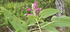 Salvia dorisiana