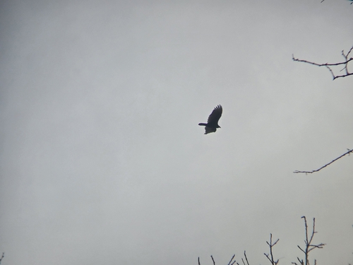 Turkey Vulture photographed in Iowa
