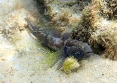 Bathygobius krefftii