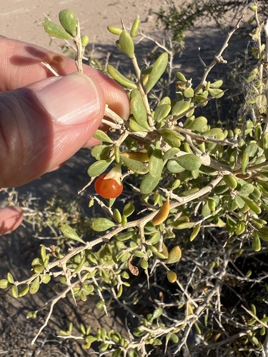 Baja desert-thorn (Lycium brevipes)