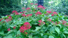 Pentas lanceolata