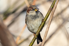 Passer domesticus