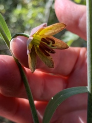 Fritillaria micrantha