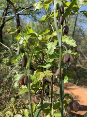 Fritillaria micrantha