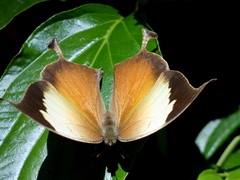 Consul electra electra