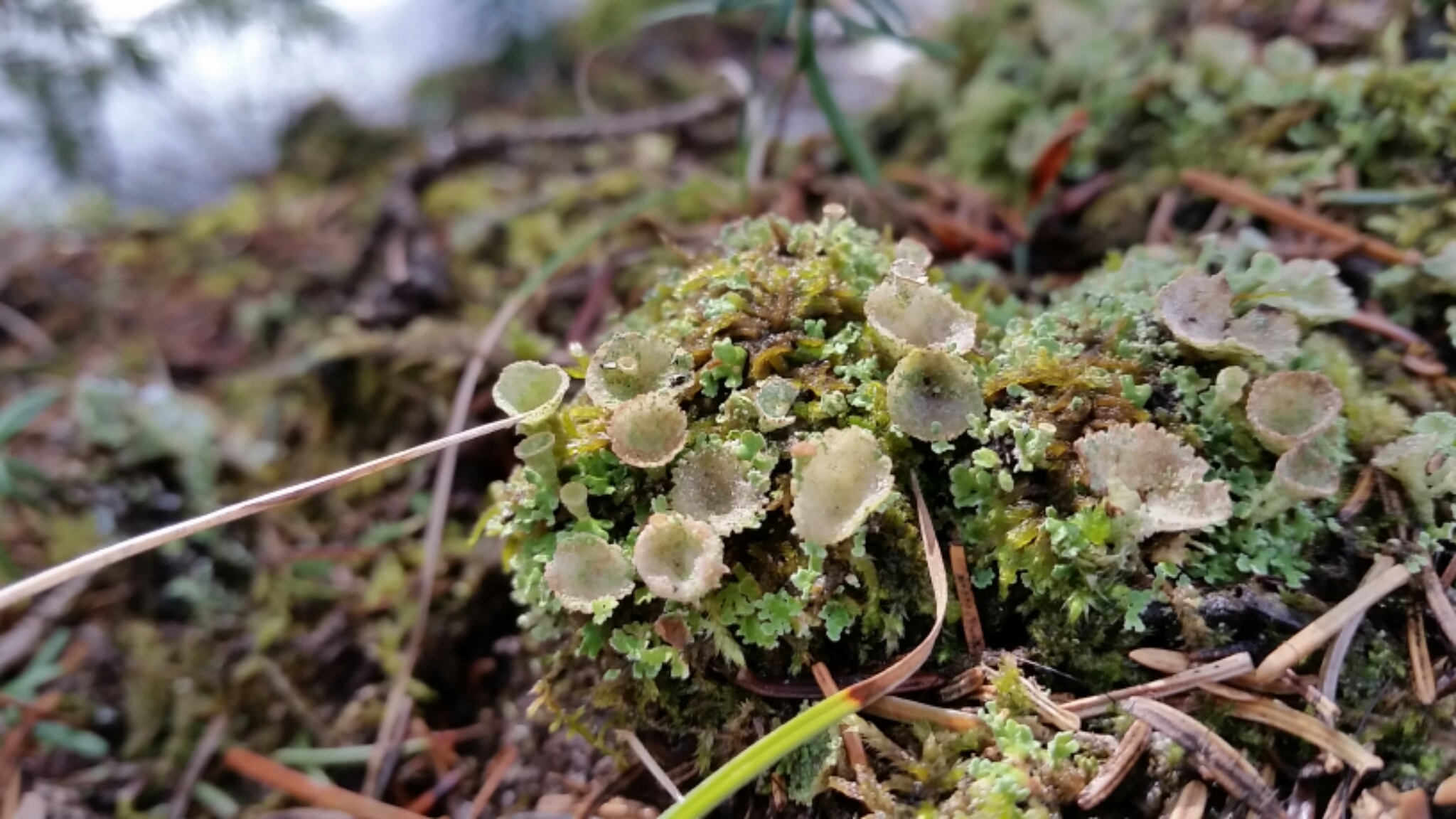 Cladonia chlorophaea image