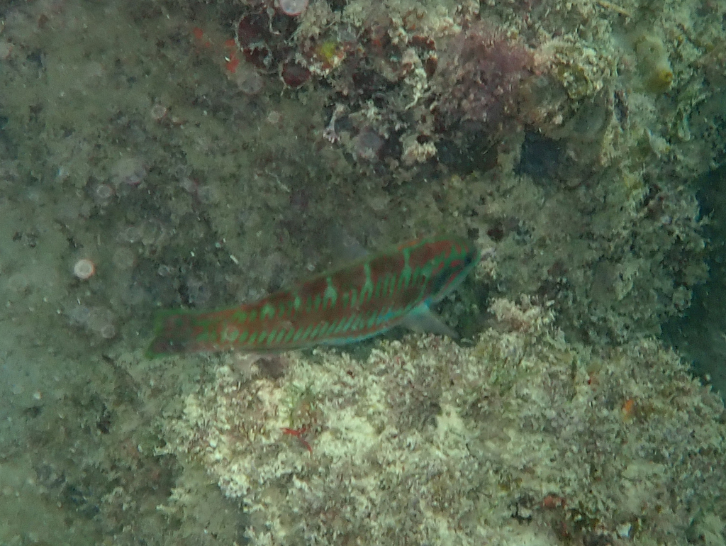 Eastern Pacific rainbow wrasse (Thalassoma loxum) — Labridae