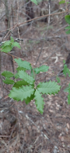 Quercus faginea (Quercus faginea)