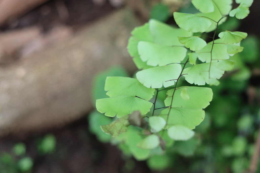 Ráng vệ nữ phỉ – Adiantum philippense