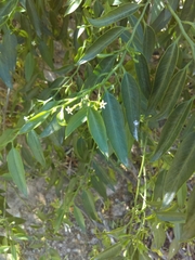 Vallesia glabra