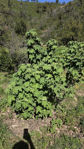 Tree Lavatera (Malva olbia)