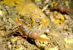 Rhynchocinetes kuiteri