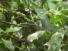 Tangara labradorides