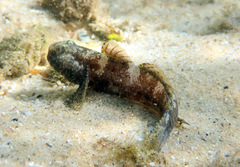 Bathygobius krefftii