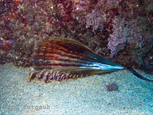 Pinna rudis