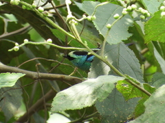 Tangara labradorides