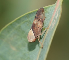 Brunotartessus fulvus
